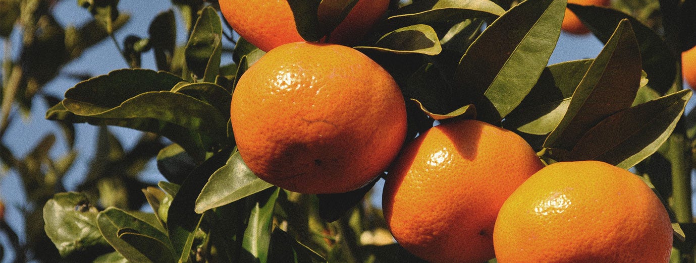 La clémentine Corse, le fruit qui a tout bon ! La clémentine Corse, le fruit qui a tout bon !