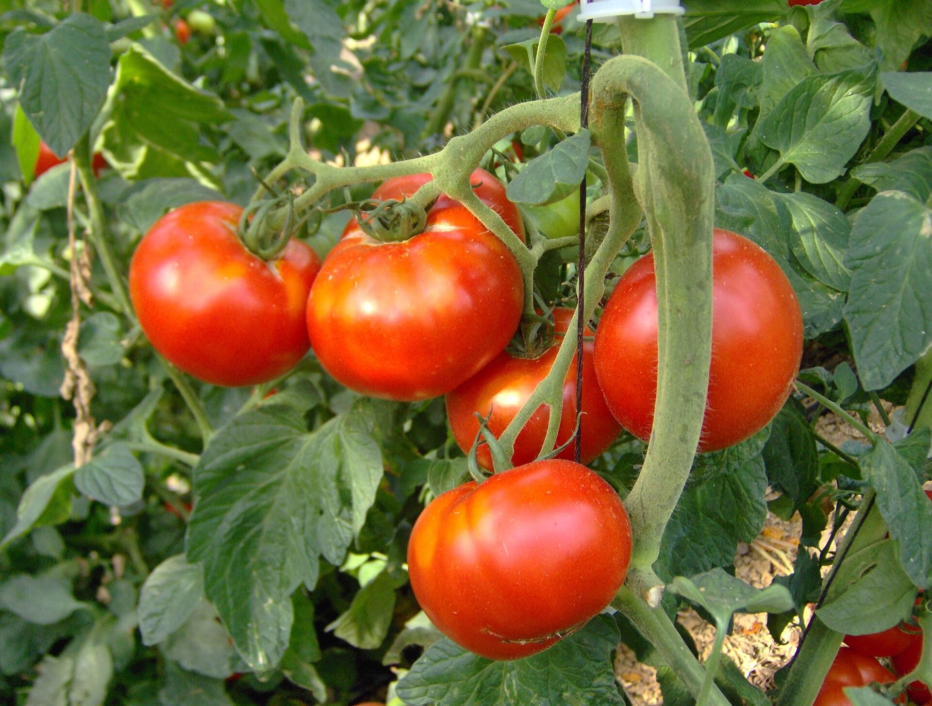 Potager de la Grande Maison 